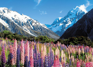 New Zealand Travel Packages